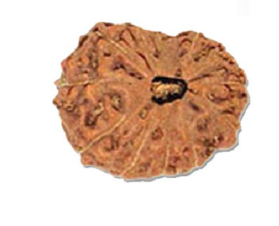 13 Mukhi  Indonesia Rudraksha