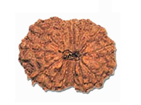 14 Mukhi Indonesian Rudraksha