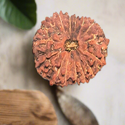 14 Mukhi Rudraksha Pendant
