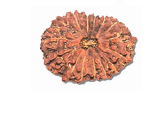 15 Mukhi Indonesia Rudraksha