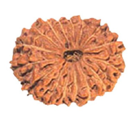 16 Mukhi Indonesia Rudraksha