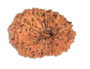 17 Mukhi Indonesia Rudraksha