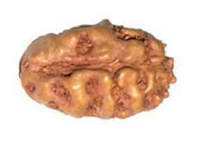 2 Mukhi Indonesian Rudraksha