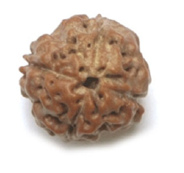 4 Mukhi Indonesian Rudraksha