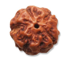 5 Mukhi  Indonesian Rudraksha