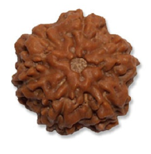 6 Mukhi Indonesian Rudraksha