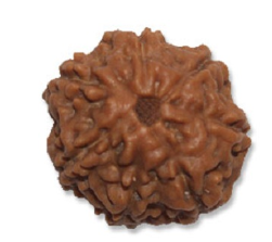 7 Mukhi Indonesian Rudraksha