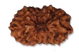 8 Mukhi Indonesian Rudraksha