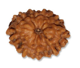 9 Mukhi Indonesian Rudraksha