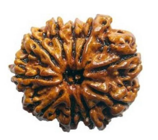 10 Mukhi Nepali Rudraksha Bead