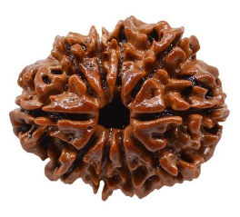 10 Mukhi Nepali Rudraksha Bead