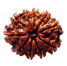 10 Mukhi Nepali Rudraksha Bead