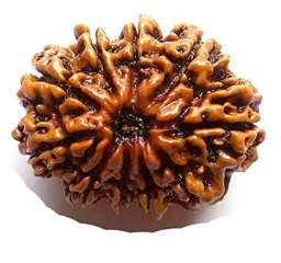 10 Mukhi Nepali Rudraksha Bead