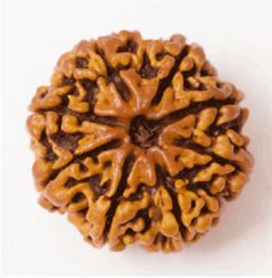 8 Mukhi Nepali Rudraksha