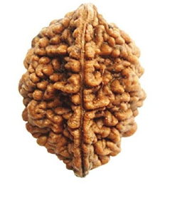 2 Mukhi Rudraksha Bead