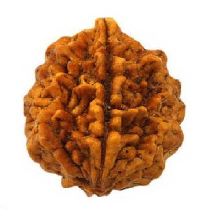 2 Mukhi Rudraksha Bead