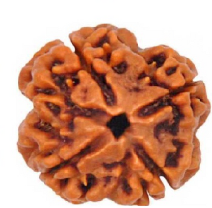 4 Mukhi Nepali Rudraksha