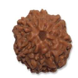 single brown Rudraksha bead